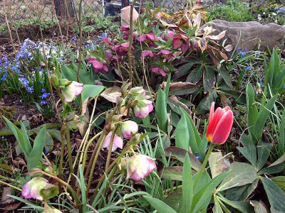 hellis_erste-tulpe_20130417_zg.jpg