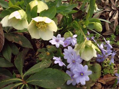 schweizer-saemling_haendel-hep_20130417_zg.jpg