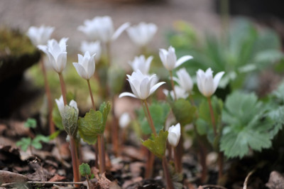 Sanguinaria_c._April.jpg