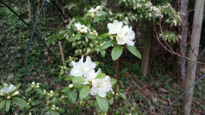 2013-04-17-0095R.dauricum_Hokkaido.jpg