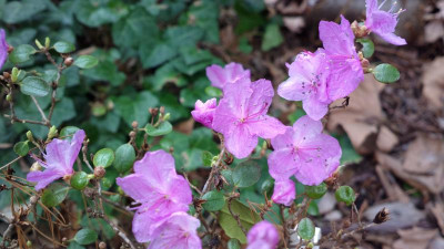 2013-04-17-0119R.dauricum_Nanum.jpg