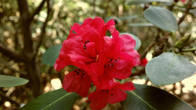 2013-04-18-0121R._fulgens_Maryborough.jpg