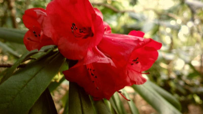 2013-04-17-0100R.strigillosum_Keir.jpg