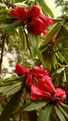 2013-04-17-0103R.strigillosum.jpg
