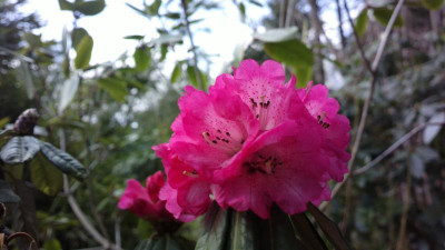 2013-04-18-0137R.arboreum_Bu100.jpg