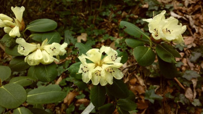 2013-04-17-0115R.electeum_yellow.jpg