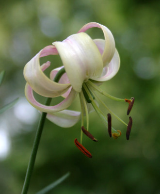 IMG_0749_eLilium_cernuum_weiss.JPG
