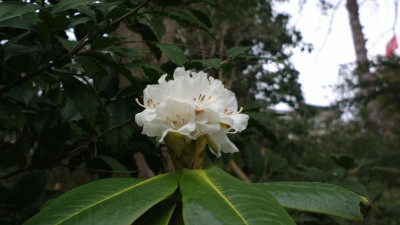 2013-04-17-0087R._watsonii_CCH_3939.jpg