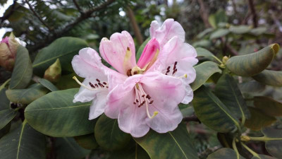 2013-04-17-0093R.cyanocarpum_CLD1507.jpg