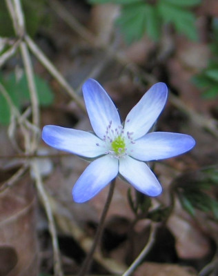 Blaue_Spitzen.jpg