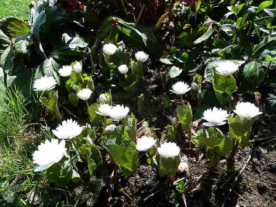 Sanguinaria_canadensis_Multiplex_P10604101.jpg