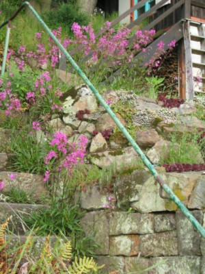 Sempervivum_20050517.jpg