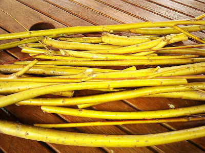 salix_alba_vitellina_1.jpg