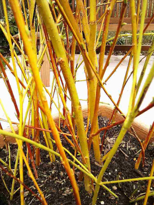 salix_alba_vitellina_2.jpg