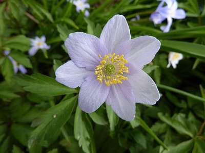 Anemone_nem._Alleni_P10604521.jpg