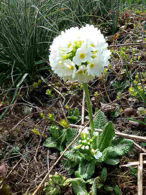 Primula_denticulata_Alba_P10604371.jpg