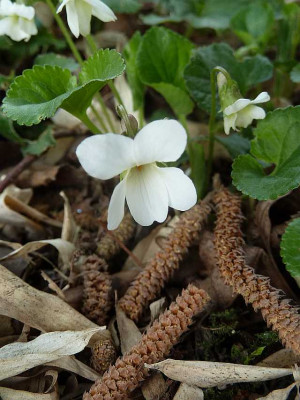 Viola_odorata_Alba_P10604451.jpg