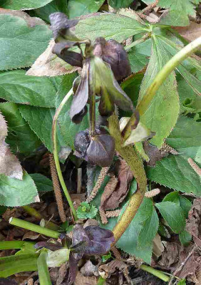 Susa-Slg._pflaume_gefullt_P10604391.jpg