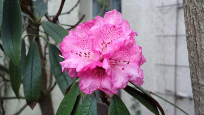 2013-04-19-0145R._arboreum_ssp._cinnamomeum_var._cinnamomeum_Patterson_NE-India.jpg