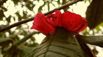 2013-04-19-0159R._erosum.jpg