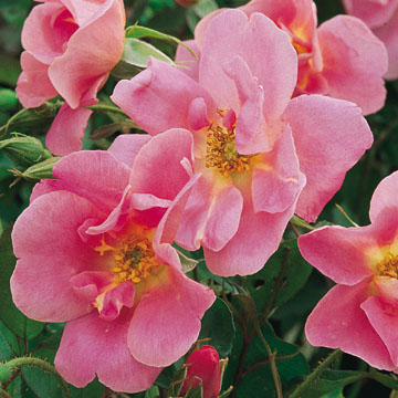 Rose_Ann2.jpg