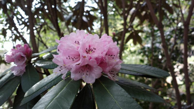 2013-04-19-0178R.fulvum.jpg