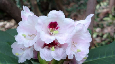 2013-04-19-0179R.calophytum_Hobbie.jpg