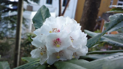 2013-04-19-0195R.calophytum__CHM_3911.jpg