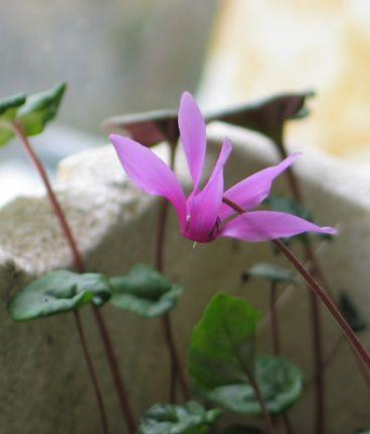 C.repandum2013.jpg