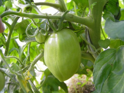 TomateXY1.jpg