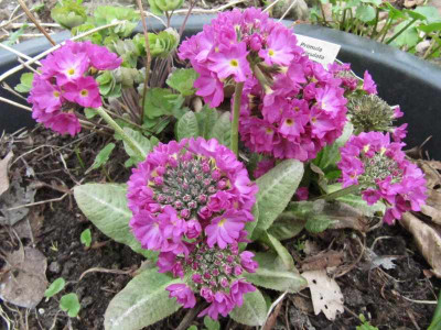 Primula_denticulata_130419.jpg