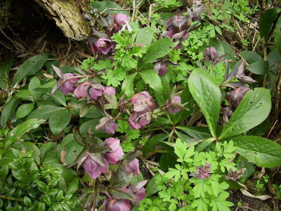 helli_mit_corydalis.jpg