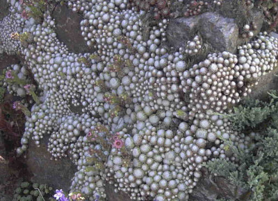 Sempervivum_arachnoideum_tomentosumRimg0619.JPG