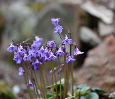 Soldanella_m._April.jpg