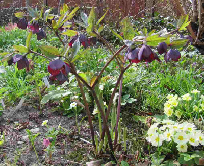 Helleborus_dunkelelegant_130420.jpg