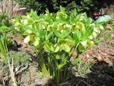 Helleborus_gelbgrun_230420.jpg