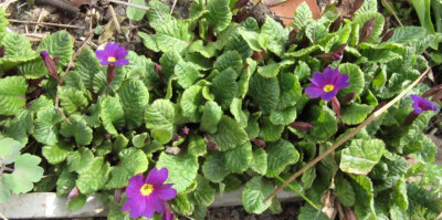 Kissenprimel_130419.jpg
