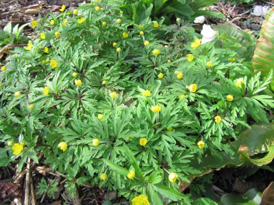 Anemone_ranucoloides_130420.jpg