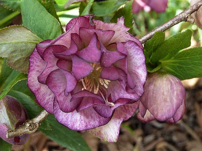 Ash_bicolor_P10604571.jpg