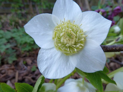 Ash_wei_anemonenblutig_P1060416.jpg