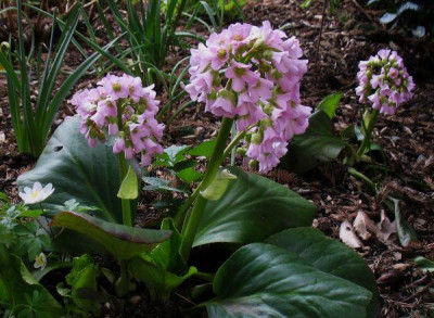 IMG_7590_bergenia.jpg