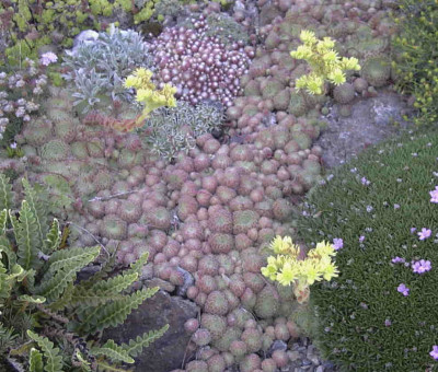 Sempervivum_ciliosumRimg0586.JPG