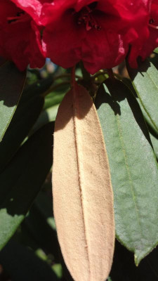 2013-04-21-0210R._ochraceum_CH_7052.jpg