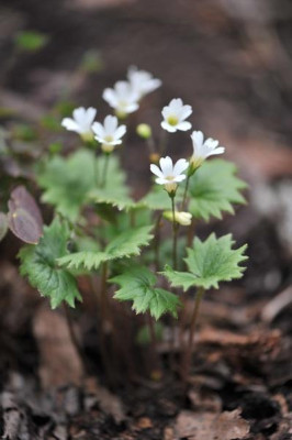 Primula_takedana.jpg