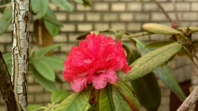 2013-04-21-0202R._argipeplum_CHM3026.jpg