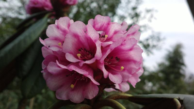 2013-04-21-0217R._hodgsonii__aff._CHM_3093.jpg