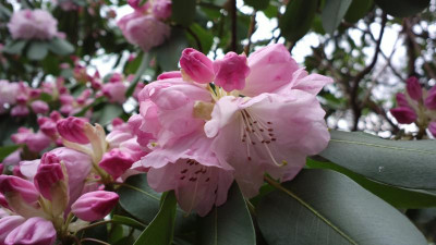 2013-04-21-0220R.oreodoxa.jpg