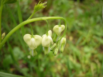 Dicentra_spectabilis_Alba.jpg