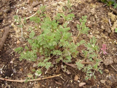 dicentra_unbekannt_80.jpg