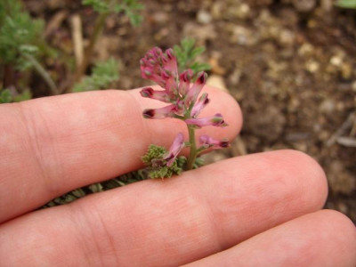 dicentra_bluete_80.jpg